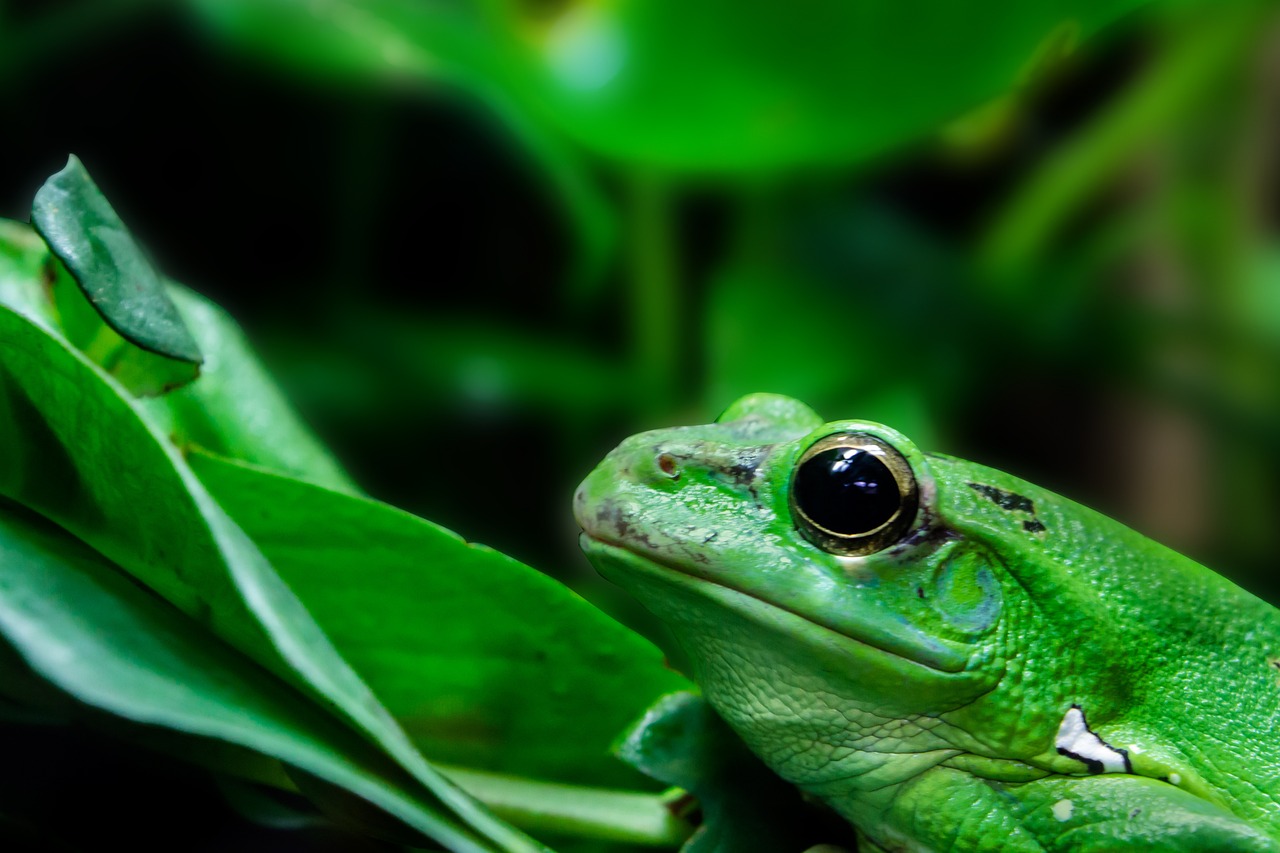 All about Amphibians - Contributions of Amphibians to Ecosystems